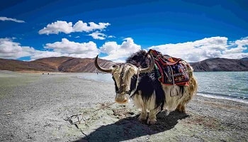 Escape Tour Of Ladakh For 5 Nights
