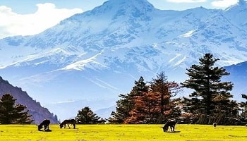 Srinagar Sonmarg Gulmarg -Kashmir Family Trip 7 Days