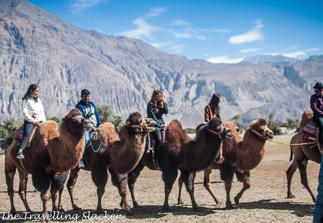 camel riding in Ladakh